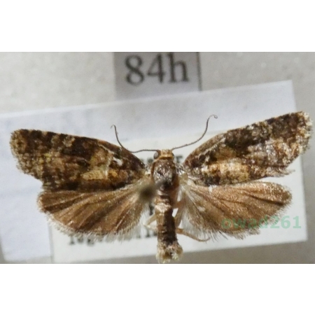 Celypha lacunana (Denis & Schiffermüller, 1775) Czech84h